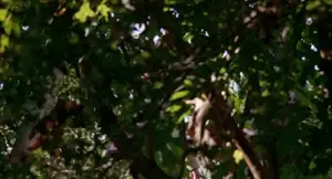 clip id #414